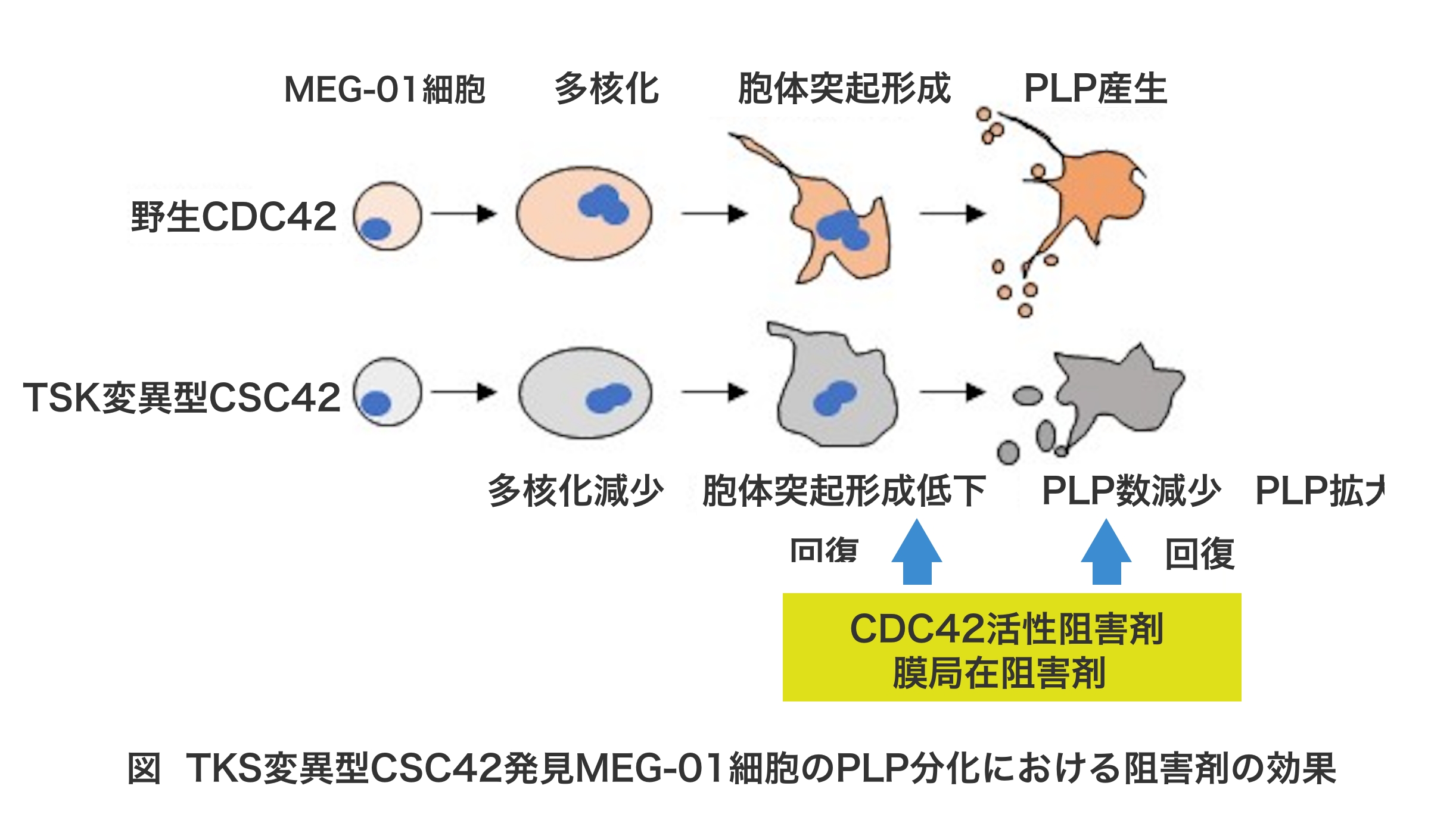 図TKS変異方CDC42発現MEG-01細胞のPLP分化における阻害剤の効果